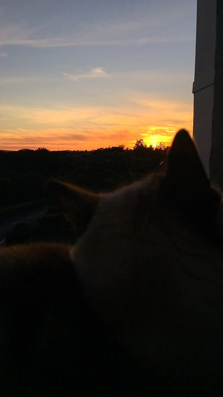 Bianca participe au concours pour gagner de l'argent avec cette photo : afterglow, astronomical_object, atmosphere, cloud, cumulus, darkness, dawn, dusk, heat, horizon, landscape, natural_landscape, red_sky_at_morning, sky, sun, sunrise, sunset, tints_and_shades, tree, wilderness