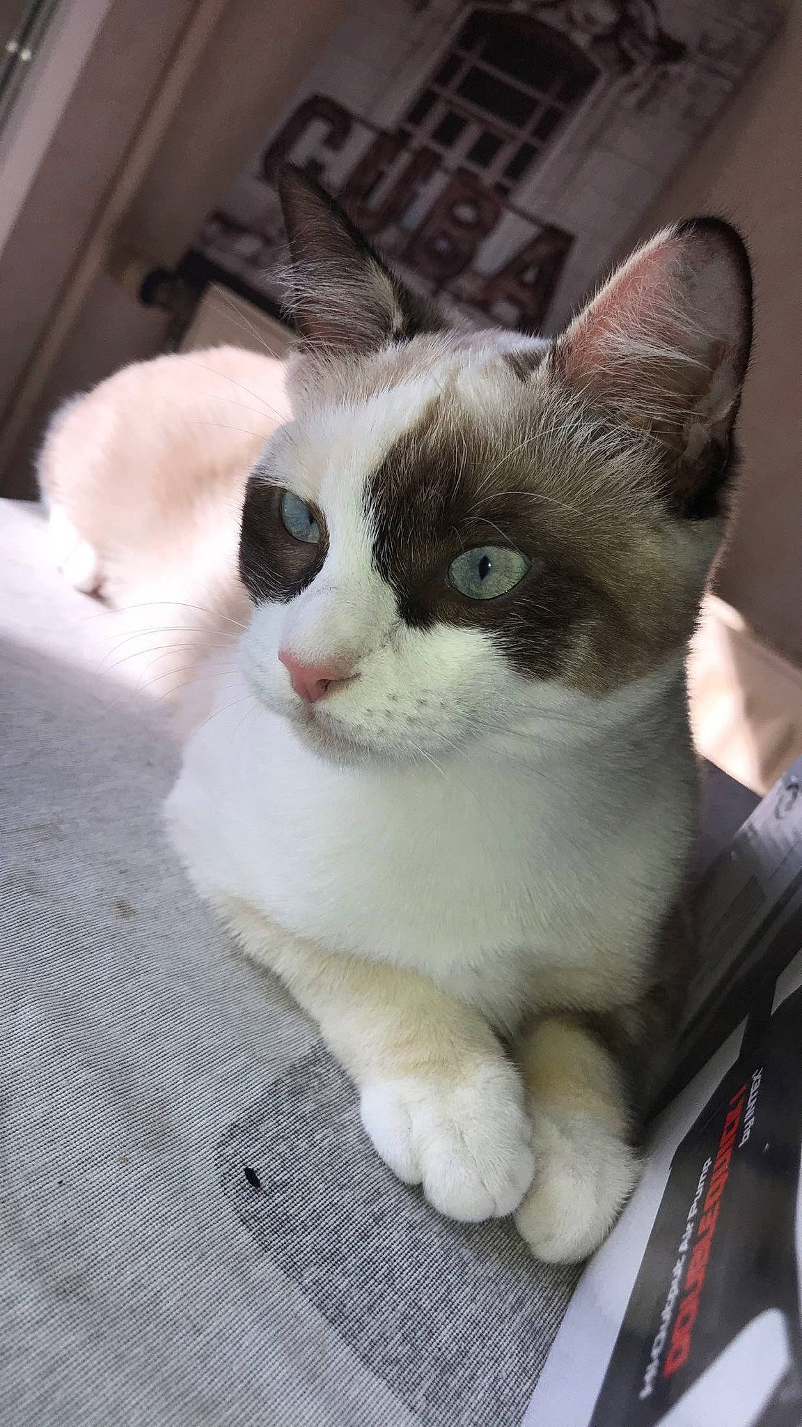 Bianca participe au concours pour gagner de l'argent avec cette photo : box, carnivore, cat, comfort, domestic_short_haired_cat, ear, eye, eyebrow, eyelash, fawn, felidae, foot, fur, head, paw, small_to_medium_sized_cats, snout, tail, whiskers