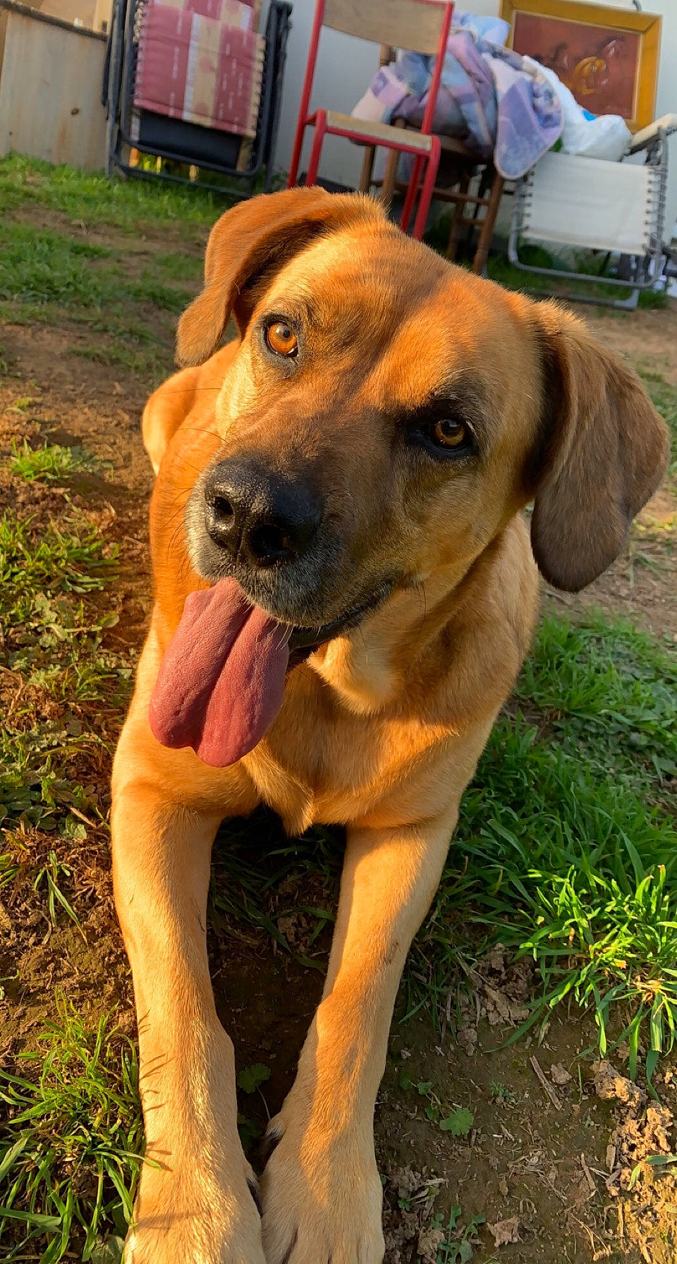 Lily participe au concours pour gagner de l'argent avec cette photo : carnivore, chair, collar, companion_dog, dog, dog_breed, dog_collar, fawn, giant_dog_breed, grass, guard_dog, hound, liver, molosser, plant, snout, sporting_group, whiskers, working_animal, working_dog