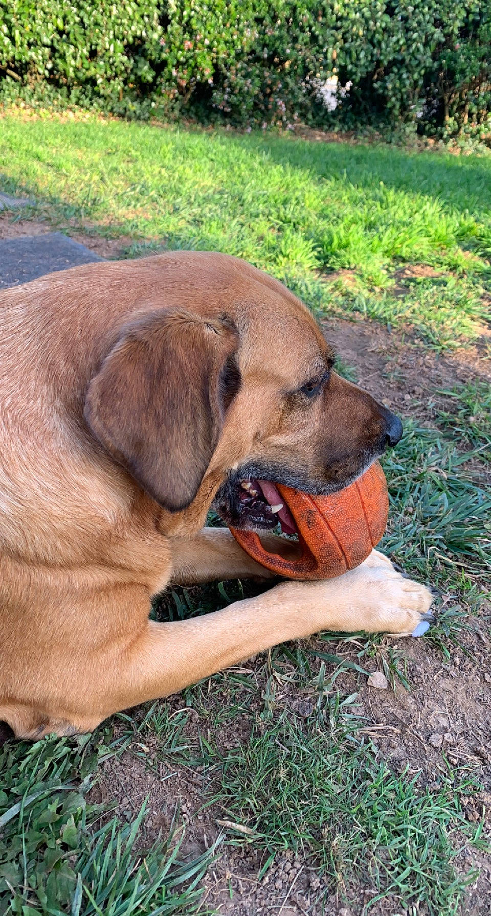 Lily a rejoint le concours — aidez-le/la à gagner de superbes lots ! canidae, carnivore, companion_dog, dog, dog_breed, dog_collar, english_mastiff, fawn, grass, groundcover, guard_dog, hunting_dog, molosser, plant, snout, soil, sporting_group, tree, working_animal, working_dog