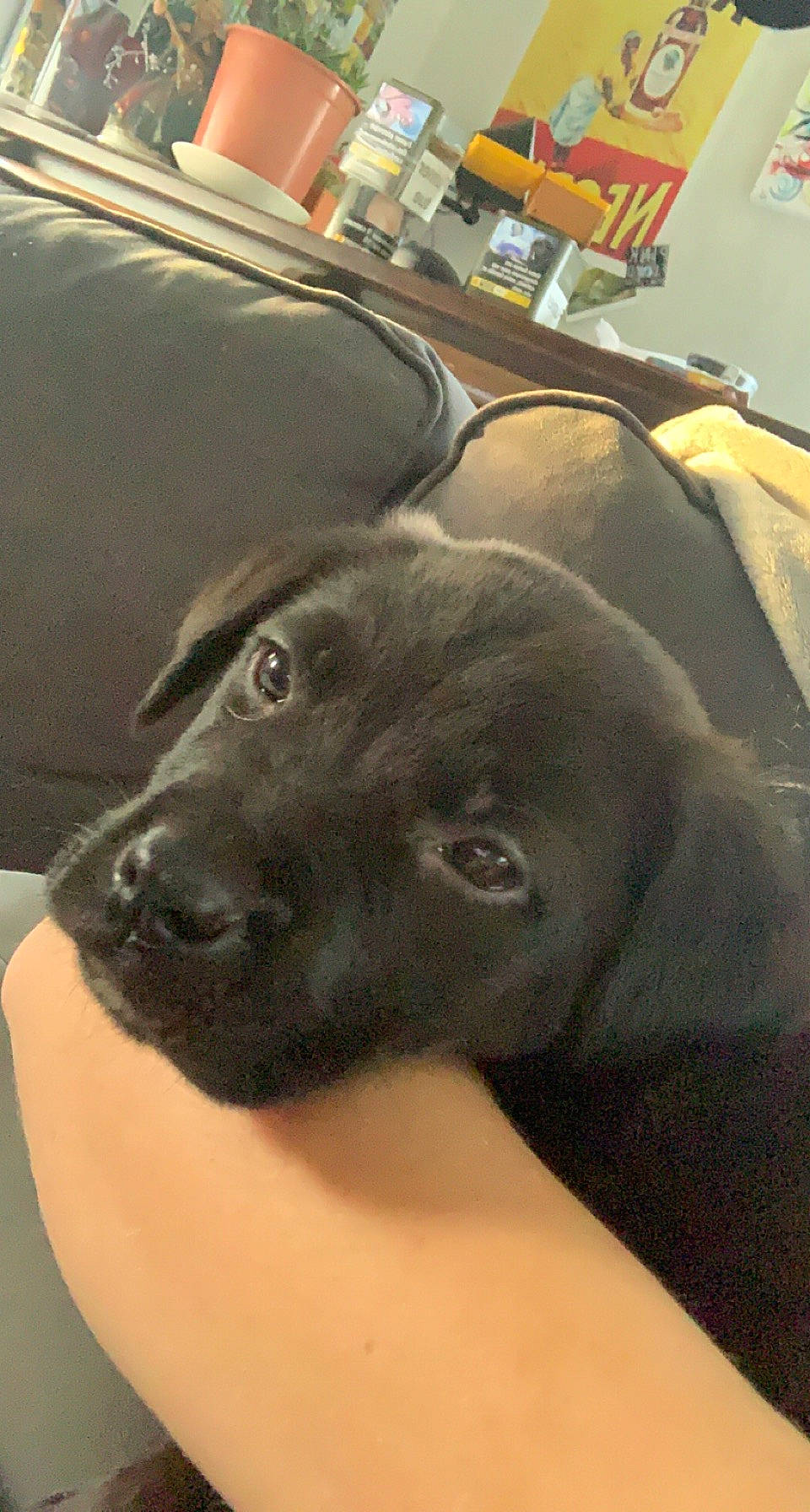 Shallow a rejoint le concours — aidez-le/la à gagner de superbes lots ! borador, canidae, carnivore, chair, comfort, companion_dog, dog, dog_breed, dog_collar, fur, guard_dog, gun_dog, liver, non_sporting_group, puppy, retriever, snout, sporting_group, whiskers, working_animal