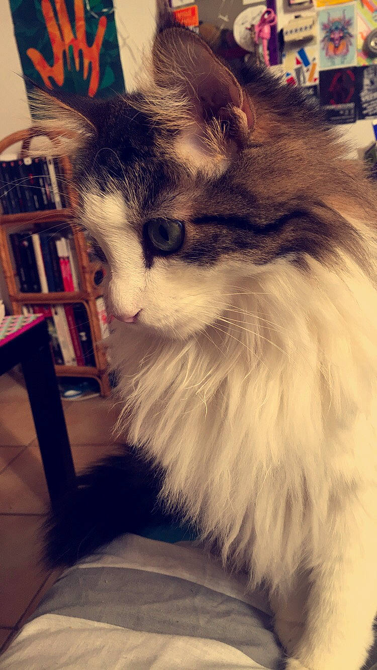 Loki participe au concours pour gagner de l'argent avec cette photo : bookcase, box, british_longhair, carnivore, cat, chair, domestic_short_haired_cat, felidae, fur, lap, maine_coon, paw, plant, shelf, shelving, small_to_medium_sized_cats, snout, square, tail, whiskers