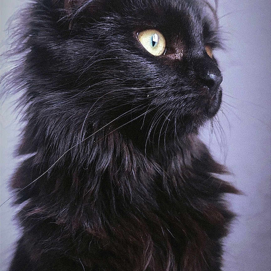 Mystic