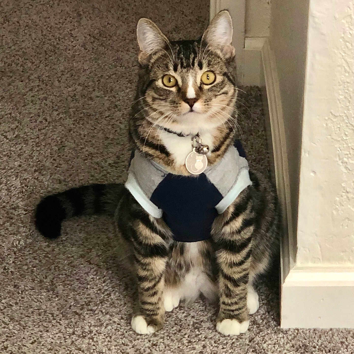 Nala joined the competition — help win amazing prizes! cat, tabby, sweater, pet, indoor, carpet, collar, curious, feline, animal, cute, striped, whiskers, ears, tail, sitting, floor, wall, domestic, portrait