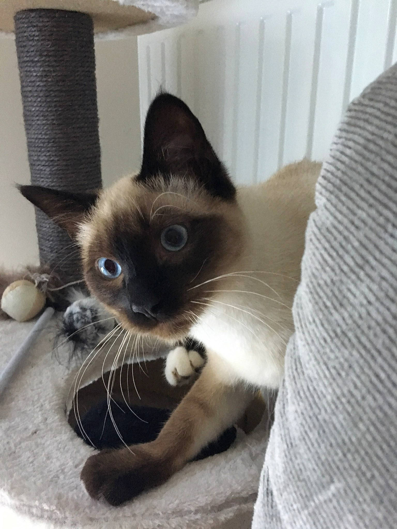 Nounouche a rejoint le concours — aidez-le/la à gagner de superbes lots ! asian, balinese, birman, black_cat, burmese, carnivore, cat, domestic_short_haired_cat, felidae, javanese, kitten, mammal, ojos_azules, siamese, small_to_medium_sized_cats, snowshoe, thai, tonkinese, vertebrate, whiskers