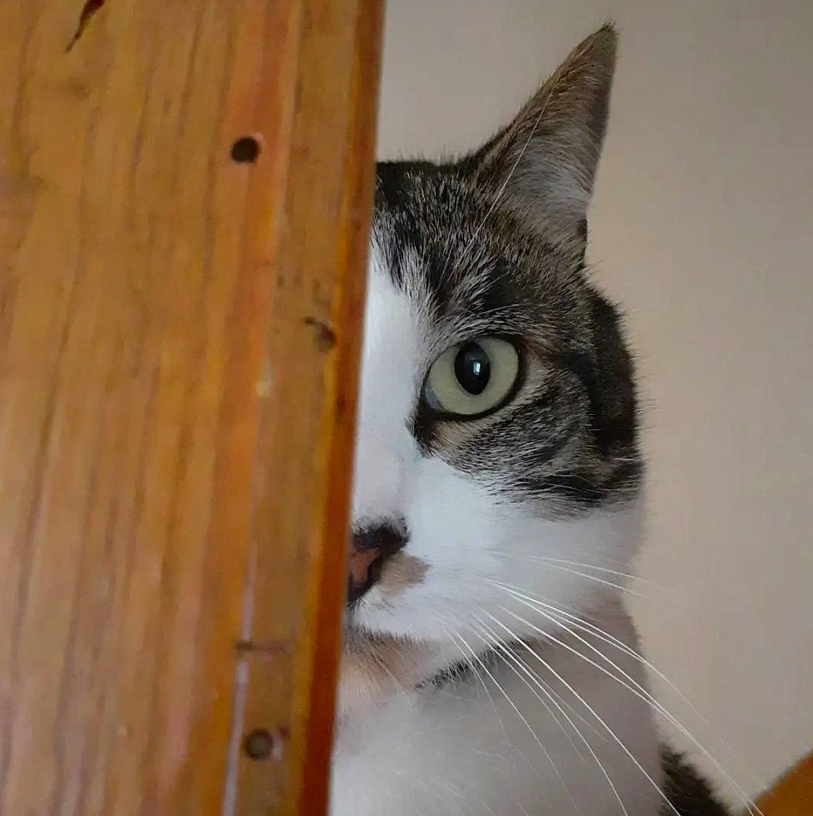 Miaouss a rejoint le concours — aidez-le/la à gagner de superbes lots ! carnivore, cat, domestic_short_haired_cat, door, eye, felidae, fur, hair, hardwood, head, human_body, leg, plank, small_to_medium_sized_cats, snout, varnish, whiskers, window, wood, wood_stain