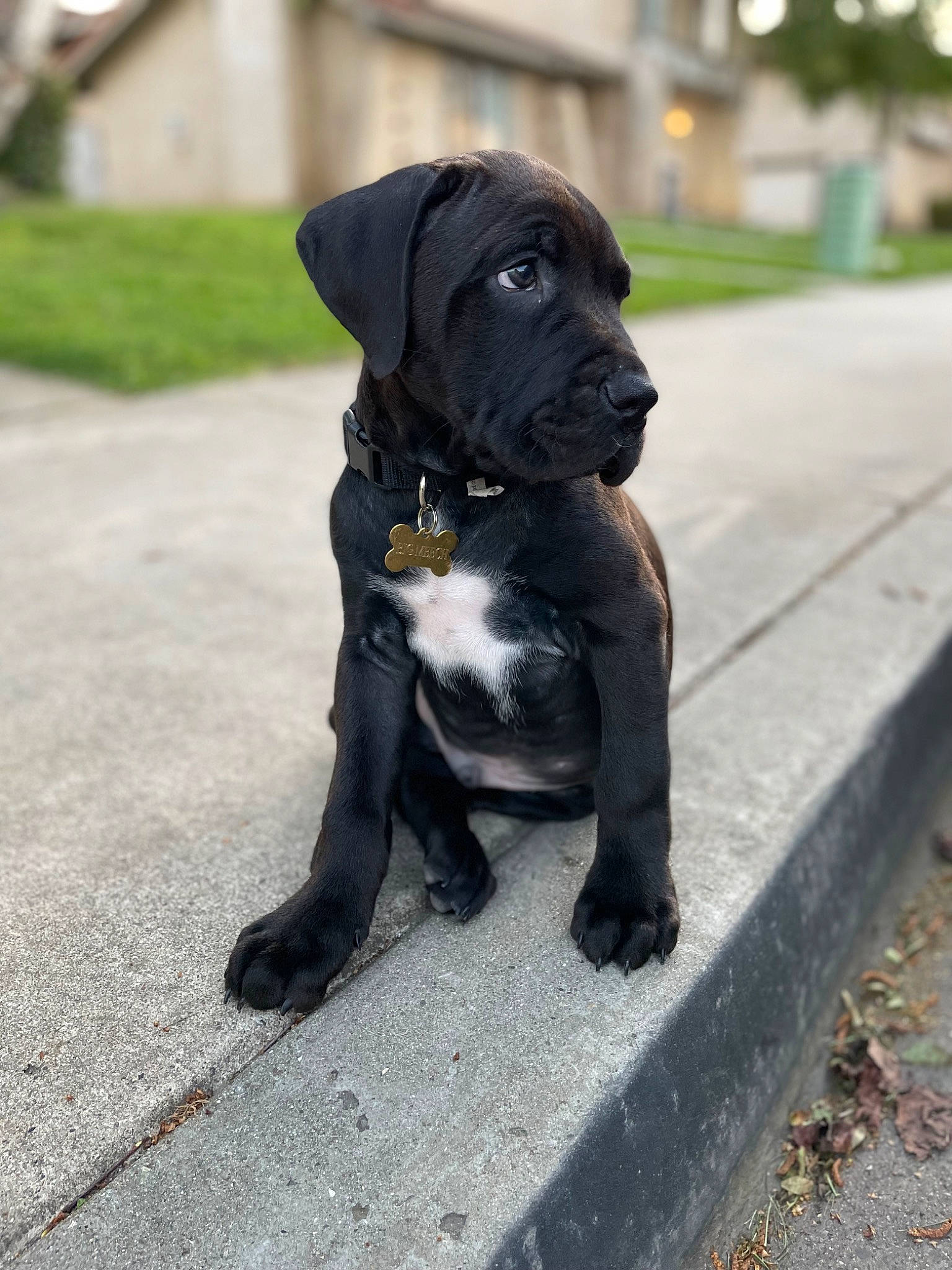 Meech is registered to the contest to win money with this photo: borador, canidae, carnivore, collar, companion_dog, dog, dog_breed, dog_collar, fawn, fur, grass, guard_dog, liver, molosser, plant, road_surface, snout, sporting_group, tail, working_animal