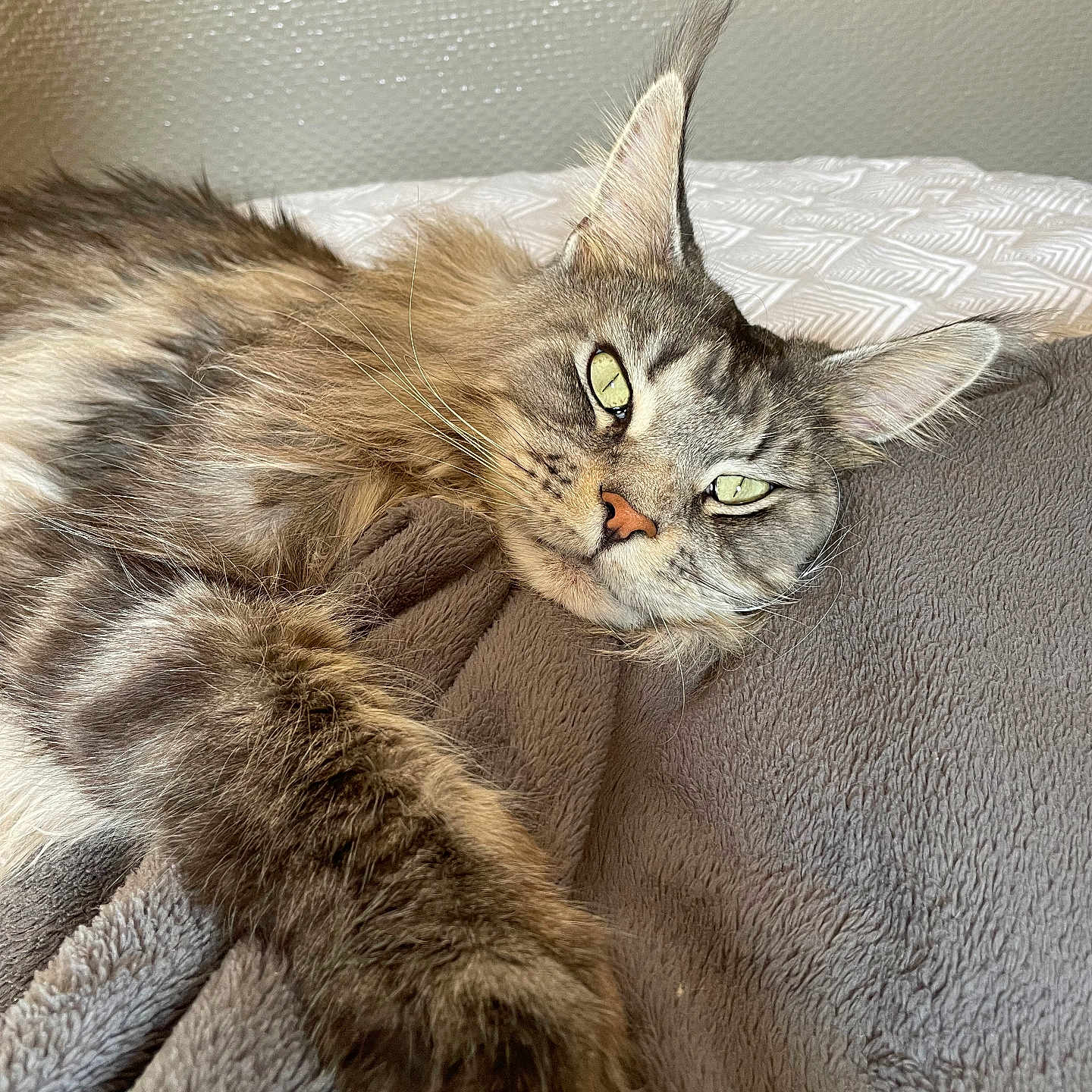 Oracle participe au concours pour gagner de l'argent avec cette photo : abyssinian, animal, bed, bedroom, blanket, cat, couch, face, furniture, head, homedecor, indoors, kitten, linen, manx, person, pet, photography, portrait, sleeping