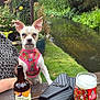Lola joined the competition — help win amazing prizes! dog, outdoor, river, greenery, flowers, bottle, glass, table, purse, harness, nature, water, plant, wood, person_arm, pub, beverage, summer, garden, relaxation