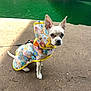 Lola is registered to the contest to win money with this photo: dog, small_dog, raincoat, colorful, floral_pattern, white_dog, leash, outdoor, dirt_path, water, green_water, curious, ears_up, pet, animal, cute, canine, nature, daylight, walking