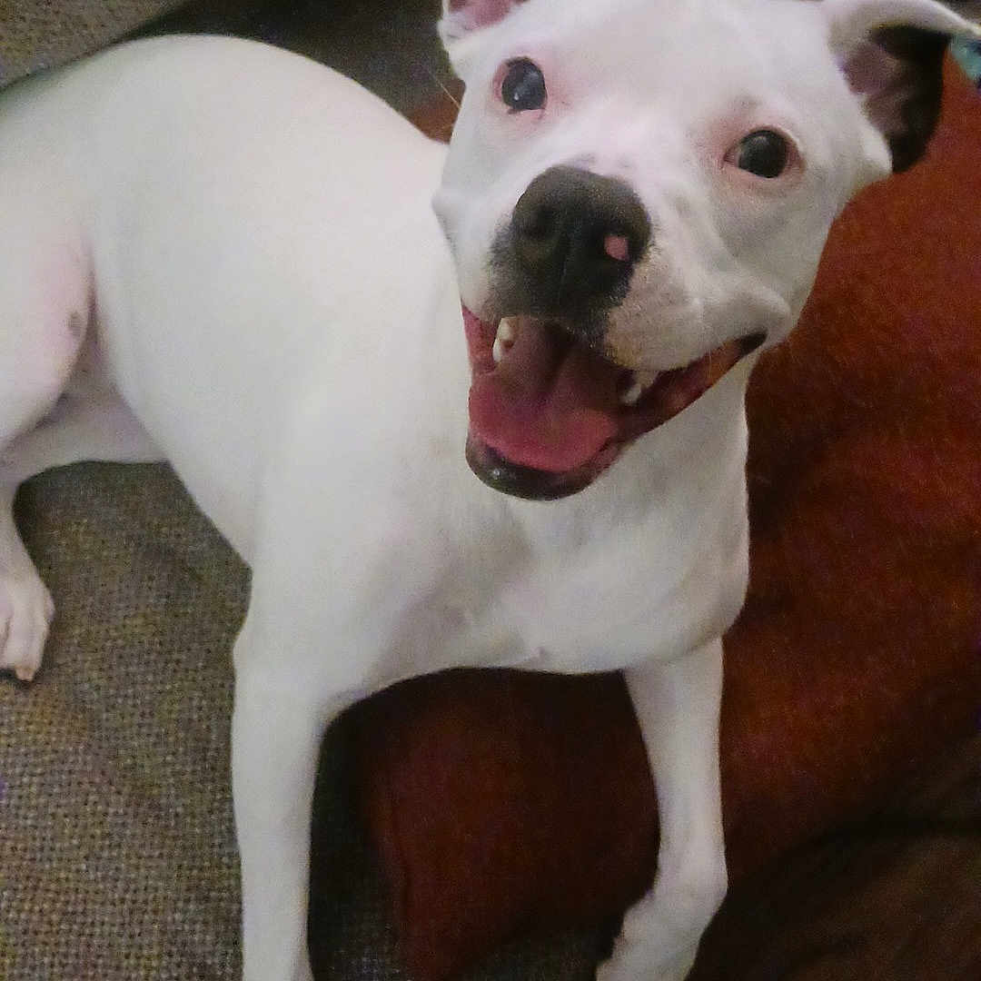 Lola Bean is registered to the contest to win money with this photo: animal, canine, cheerful, companion, couch, dog, domestic_animal, ears, friendly, fur, happy, indoor, nose, paw, pet, pillow, relaxed, smiling, tongue, white_dog