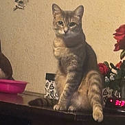 Bell Z Mcqueen is registered to the contest to win money with this photo: animal, box, calm, cat, curious, damaged_wall, digital_clock, domestic_cat, feline, flowers, heart_pattern, indoor, pet, pink_bowl, roses, sitting, tabby, table, wall, wooden_surface
