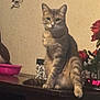 animal, box, calm, cat, curious, damaged_wall, digital_clock, domestic_cat, feline, flowers, heart_pattern, indoor, pet, pink_bowl, roses, sitting, tabby, table, wall, wooden_surface