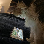 Ginger is registered to the contest to win money with this photo: cat, smartphone, bed, blanket, indoor, pet, fur, watching, technology, animal, closeup, cozy, screen, device, home, curious, tablet, resting, light, soft