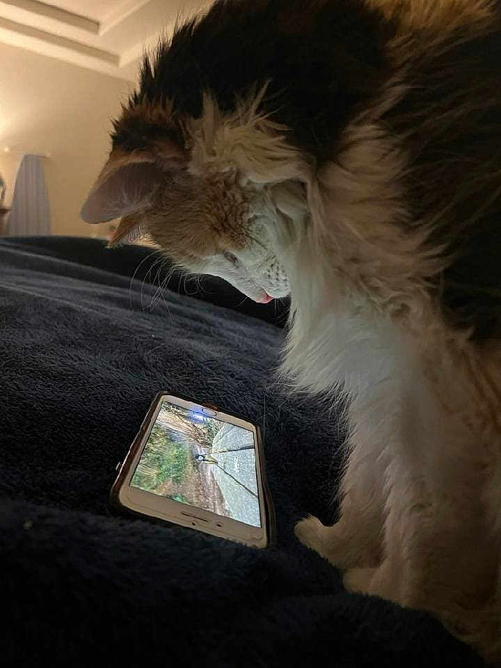 Ginger is registered to the contest to win money with this photo: cat, smartphone, bed, blanket, indoor, pet, fur, watching, technology, animal, closeup, cozy, screen, device, home, curious, tablet, resting, light, soft