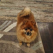 Chico joined the competition — help win amazing prizes! dog, pomeranian, pet, indoor, rug, toy, gift_bag, floor, curious, brown, fluffy, small_dog, home, carpet, looking_up, animal, cute, domestic_animal, playful, cozy