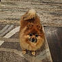dog, pomeranian, pet, indoor, rug, toy, gift_bag, floor, curious, brown, fluffy, small_dog, home, carpet, looking_up, animal, cute, domestic_animal, playful, cozy