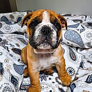 Baxter participe au concours pour gagner de l'argent avec cette photo : puppy, dog, animal, pet, cute, brown, white, face, eyes, nose, fur, bed, blanket, patterned, indoor, young, sitting, closeup, portrait, adorable