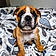 Baxter
