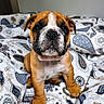 puppy, dog, animal, pet, cute, brown, white, face, eyes, nose, fur, bed, blanket, patterned, indoor, young, sitting, closeup, portrait, adorable