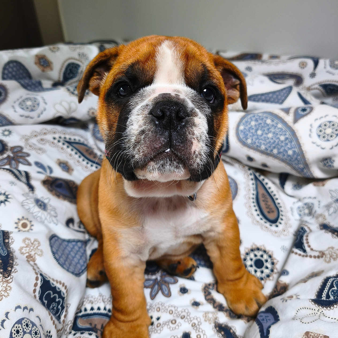 Baxter