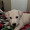 puppy, dog, white_dog, pet, animal, portrait, lying_down, blanket, bed, indoors, home, cute, sleepy, brown_eyes, floppy_ears, paws, black_nose, vacuum_cleaner, door, colorful_blanket