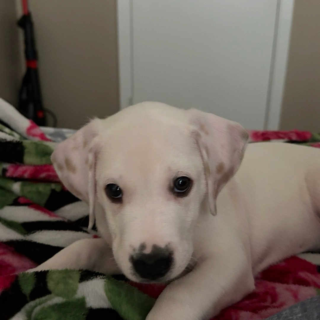 Luna Bear is registered to the contest to win money with this photo: puppy, dog, white_dog, pet, animal, portrait, lying_down, blanket, bed, indoors, home, cute, sleepy, brown_eyes, floppy_ears, paws, black_nose, vacuum_cleaner, door, colorful_blanket