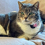 Lili participe au concours pour gagner de l'argent avec cette photo : cat, tabby_cat, pet, feline, collar, indoor, animal, fur, whiskers, green_eyes, resting, close_up, soft_texture, blanket, domestic_cat, cute, mammal, relaxed, companion, portrait