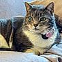 cat, tabby_cat, pet, feline, collar, indoor, animal, fur, whiskers, green_eyes, resting, close_up, soft_texture, blanket, domestic_cat, cute, mammal, relaxed, companion, portrait