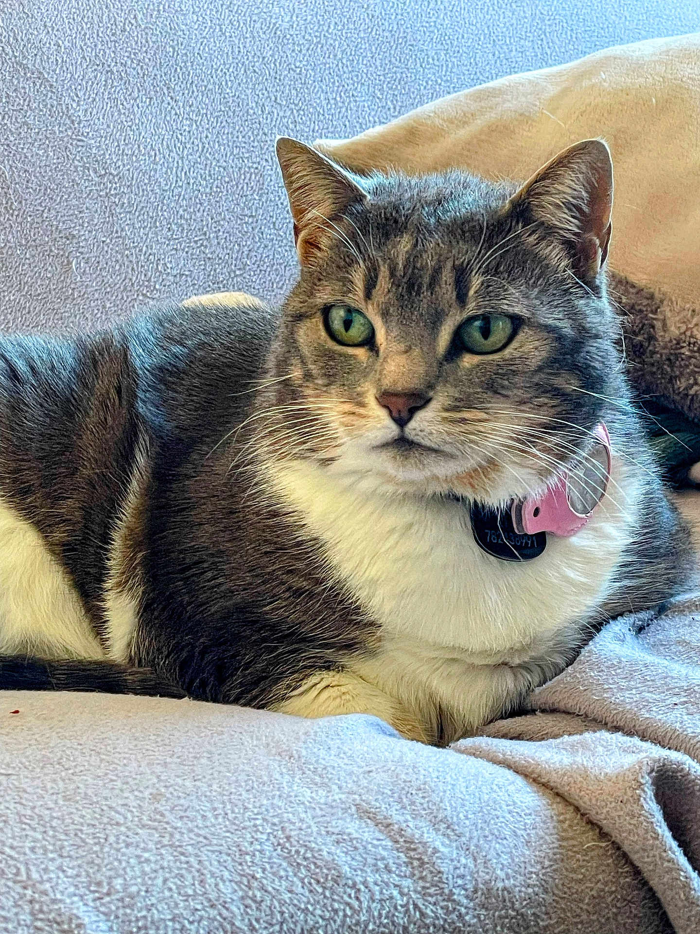 Lili participe au concours pour gagner de l'argent avec cette photo : cat, tabby_cat, pet, feline, collar, indoor, animal, fur, whiskers, green_eyes, resting, close_up, soft_texture, blanket, domestic_cat, cute, mammal, relaxed, companion, portrait