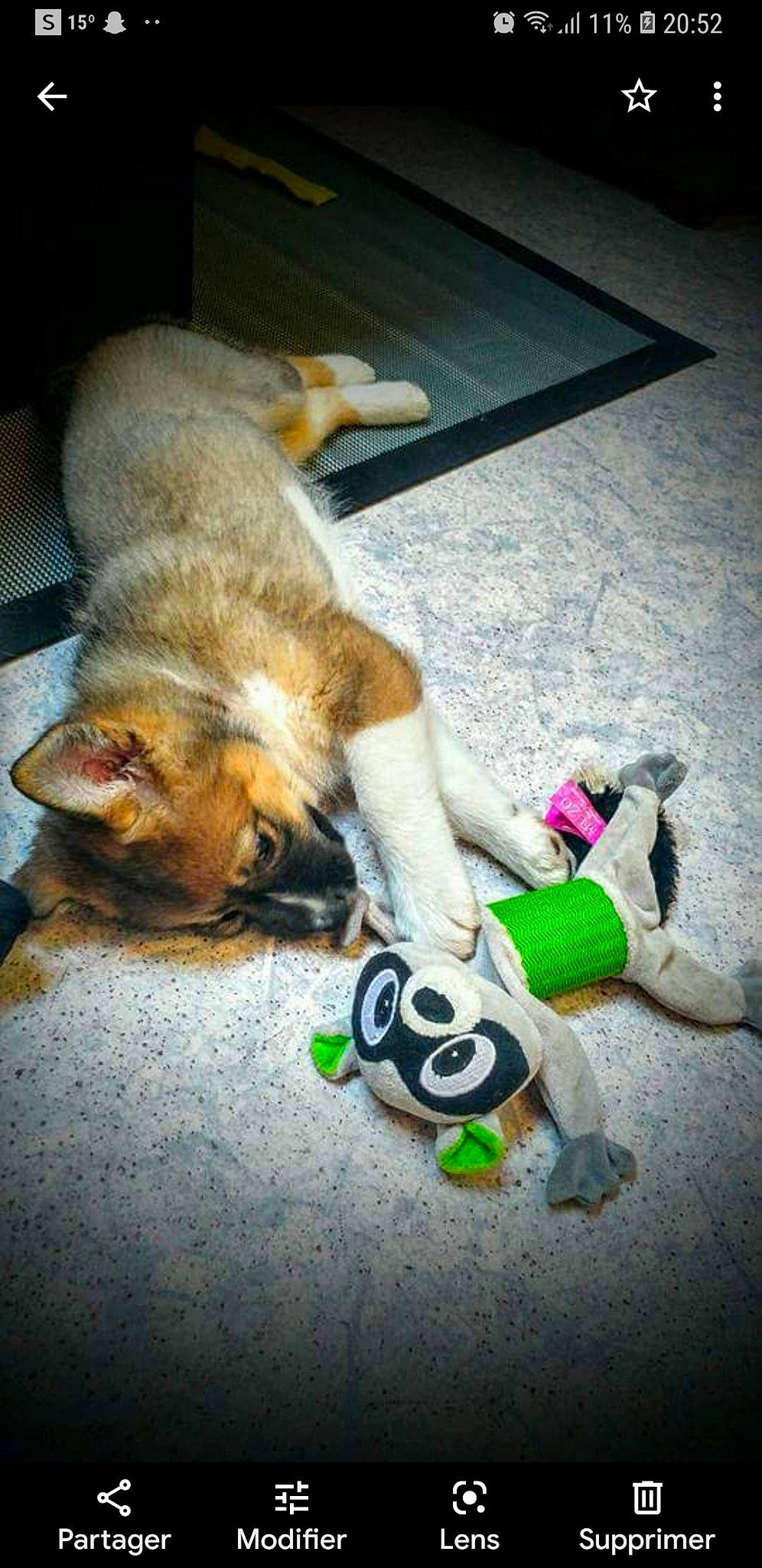 Hera a rejoint le concours — aidez-le/la à gagner de superbes lots ! art, carnivore, companion_dog, dog, dog_breed, fawn, felidae, flooring, fur, human_leg, paw, sidewalk, small_to_medium_sized_cats, snout, spitz, street, stuffed_toy, tail, toy, whiskers