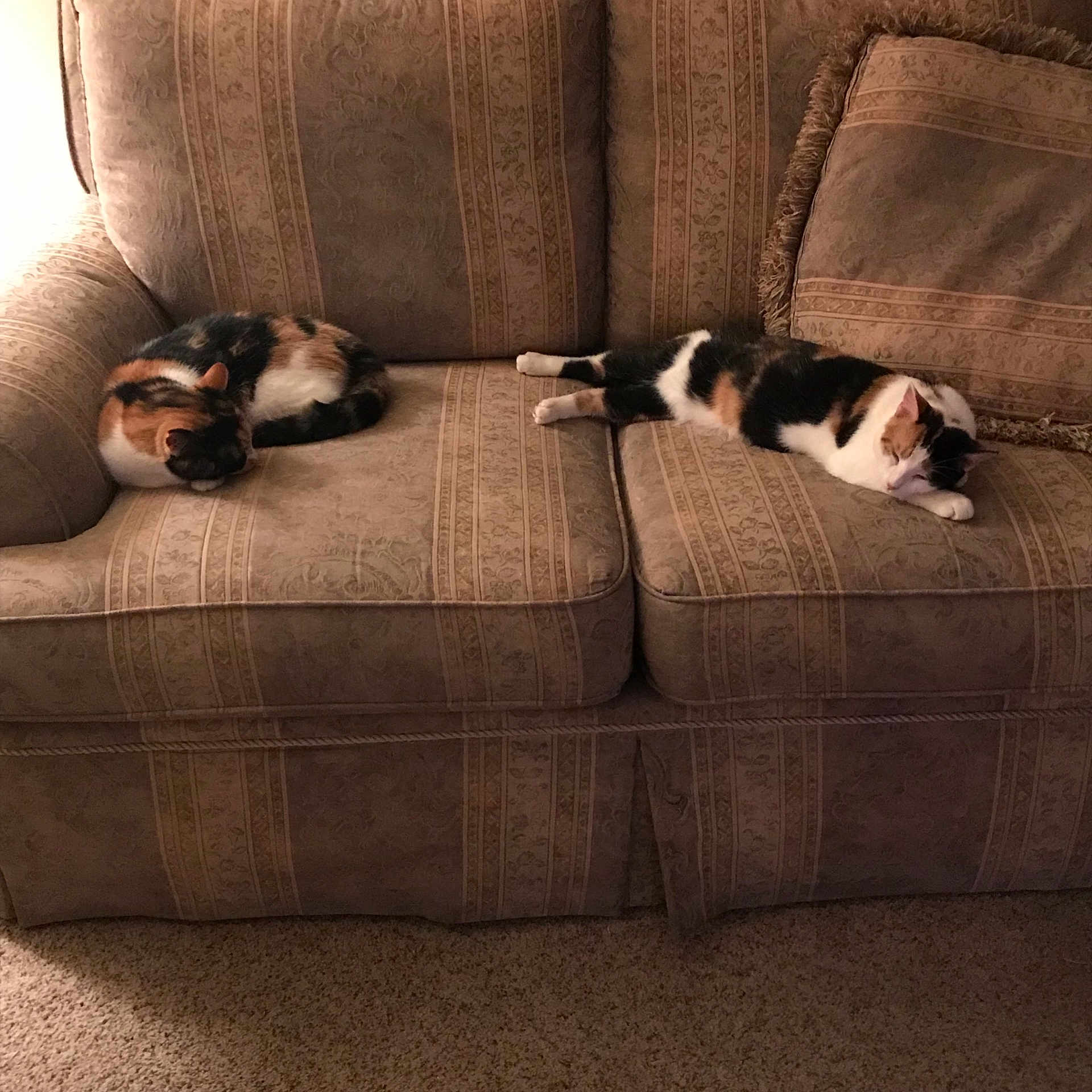 Avery is registered to the contest to win money with this photo: canidae, carnivore, cat, comfort, couch, fawn, felidae, floor, flooring, fur, furniture, hardwood, kitten, room, small_to_medium_sized_cats, square, tail, whiskers