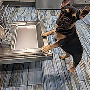Irie joined the competition — help win amazing prizes! french_bulldog, puppy, dog, kitchen, dishwasher, floor, tile_floor, cabinet, appliance, curious, standing, pet, indoor, ears_up, looking_up, black_and_tan, small_dog, household, clean, investigating