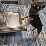 french_bulldog, puppy, dog, kitchen, dishwasher, floor, tile_floor, cabinet, appliance, curious, standing, pet, indoor, ears_up, looking_up, black_and_tan, small_dog, household, clean, investigating
