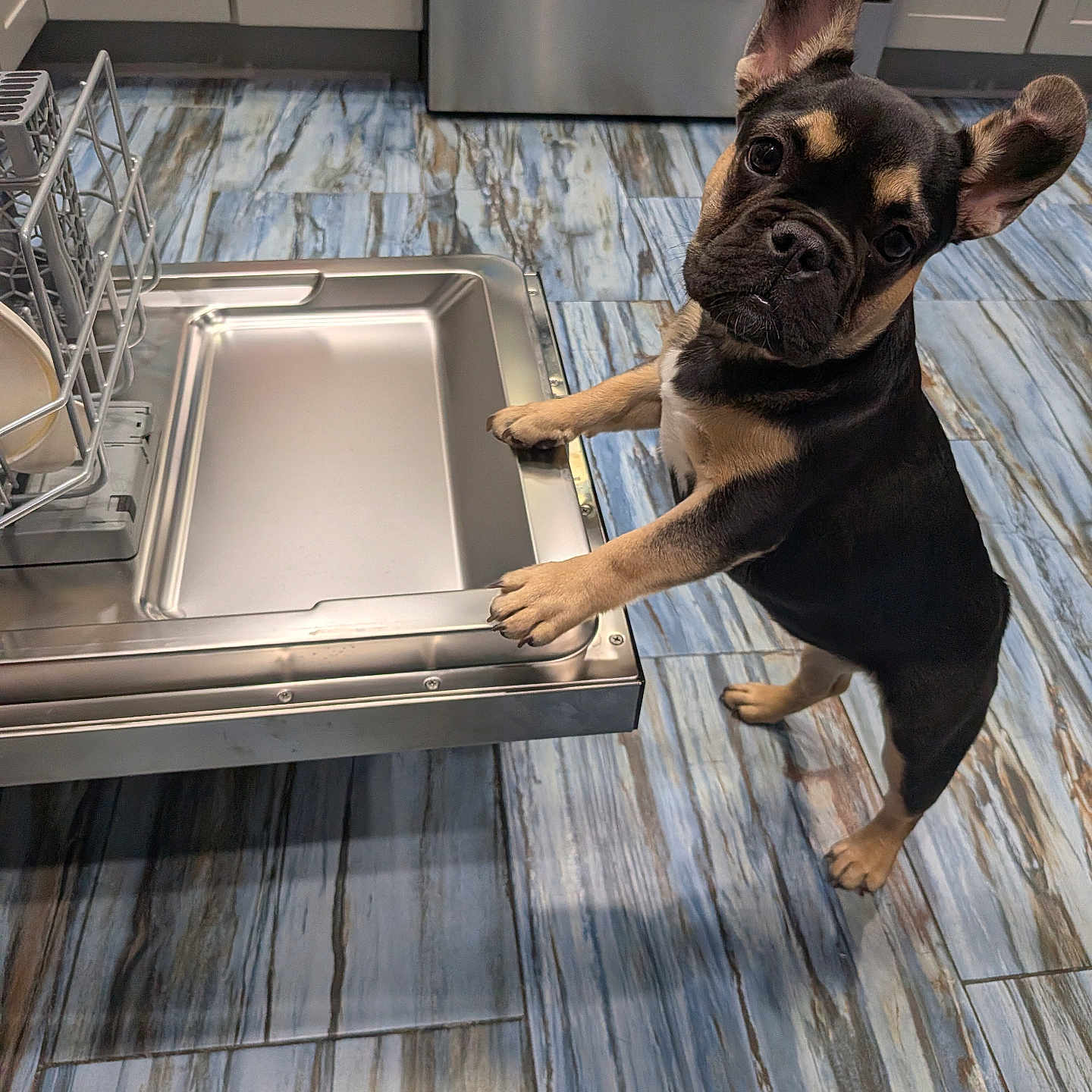 Irie joined the competition — help win amazing prizes! french_bulldog, puppy, dog, kitchen, dishwasher, floor, tile_floor, cabinet, appliance, curious, standing, pet, indoor, ears_up, looking_up, black_and_tan, small_dog, household, clean, investigating