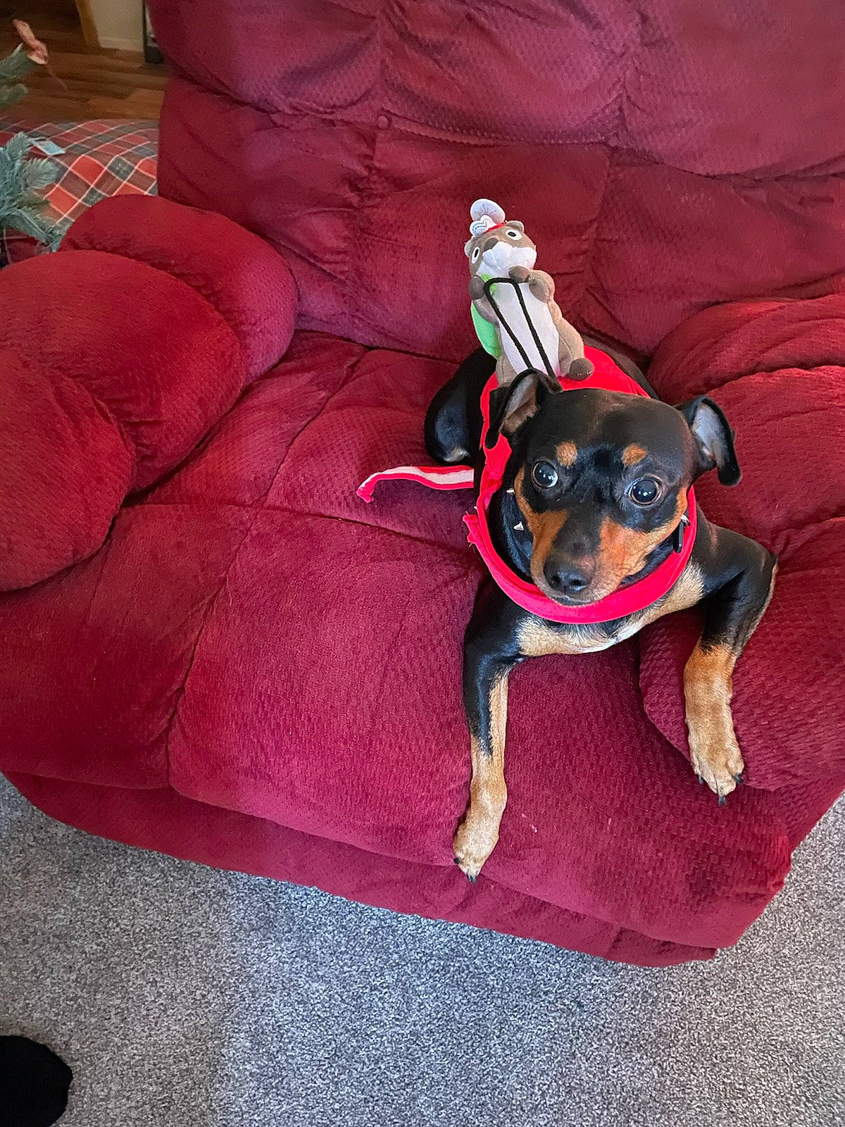 Buster joined the competition — help win amazing prizes! carnivore, collar, comfort, companion_dog, dog, dog_breed, dog_clothes, dog_supply, eyewear, fawn, flooring, linens, magenta, pet_supply, pink, purple, snout, sporting_group, toy_dog, working_animal