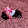 Feebe K joined the competition — help win amazing prizes! puppy, dog, sleeping, pink_tutu, carpet, fluffy, indoor, cute, small, black_dog, pet, animal, resting, decor, floor, adorable, sleep, cozy, pink, fur