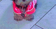 Feebe K joined the competition — help win amazing prizes! accessory, adorable, animal, bow, companion, cute, dog, domestic_animal, fluffy, fur, indoor, indoor_lighting, looking_up, pet, pink_clothing, puppy, sitting, small_dog, tile_floor, young_dog