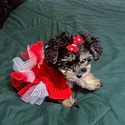 Feebe K is registered to the contest to win money with this photo: puppy, dog, small_dog, dress, red_dress, bow, bed, green_bedspread, cute, pet, indoor, animal, fur, adorable, sitting, clothing, young_dog, fluffy, black_fur, white_fur