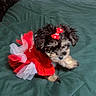 puppy, dog, small_dog, dress, red_dress, bow, bed, green_bedspread, cute, pet, indoor, animal, fur, adorable, sitting, clothing, young_dog, fluffy, black_fur, white_fur