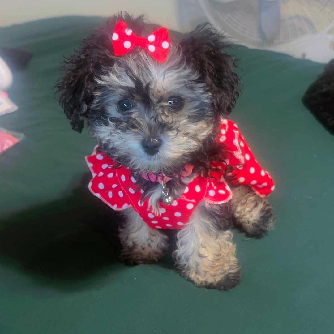Feebe K joined the competition — help win amazing prizes! puppy, dog, small_dog, red_bow, polka_dot, clothing, pet, cute, fluffy, indoor, fan, green_surface, adorable, animal, sitting, looking_up, domestic, young_dog, fur, pet_accessory