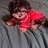 puppy, dog, pet, bed, blanket, green_bedspread, red_jacket, fur, curly_fur, small_dog, indoor, cozy, cute, animal, resting, domestic_animal, velvet_pillows, portrait, lying_down, adorable
