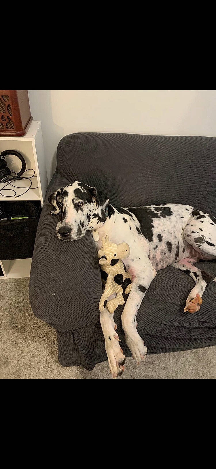 Moo joined the competition — help win amazing prizes! canidae, carnivore, companion_dog, dalmatian, dog, dog_breed, great_dane, mammal, non_sporting_group, snout, sporting_group, vertebrate, working_dog