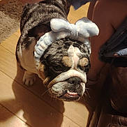 Missy joined the competition — help win amazing prizes! bulldog, dog, pet, headband, bow, indoor, wooden_floor, person, legs, leather_couch, shadow, closeup, animal, cute, expression, fur, whiskers, nose, teeth, ears