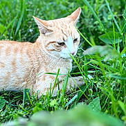 Pumpkin is registered to the contest to win money with this photo: animal, cat, closeup, domestic_animal, fur, ginger_cat, grass, greenery, lying_down, mammal, nature, outdoor, peaceful, pet, quiet, relaxed, summer, tabby, whiskers, wildlife