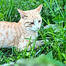 animal, cat, closeup, domestic_animal, fur, ginger_cat, grass, greenery, lying_down, mammal, nature, outdoor, peaceful, pet, quiet, relaxed, summer, tabby, whiskers, wildlife