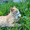 Pumpkin joined the competition — help win amazing prizes! animal, cat, closeup, cute, daylight, fur, ginger_cat, grass, greenery, grooming, mammal, nature, outdoor, paw, peaceful, pet, relaxing, resting, tabby, whiskers