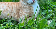 Pumpkin is registered to the contest to win money with this photo: animal, cat, close_up, daylight, domestic_animal, ears, eyes, fur, garden, grass, greenery, lying_down, mammal, nature, orange_cat, outdoor, pet, relaxed, whiskers, white_cat