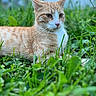 animal, cat, close_up, daylight, domestic_animal, ears, eyes, fur, garden, grass, greenery, lying_down, mammal, nature, orange_cat, outdoor, pet, relaxed, whiskers, white_cat