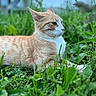 Pumpkin is registered to the contest to win money with this photo: animal, cat, closeup, daylight, ears, feline, fur, garden, grass, greenery, leaf, mammal, nature, orange_tabby, outdoor, peaceful, pet, relaxing, whiskers, wildlife
